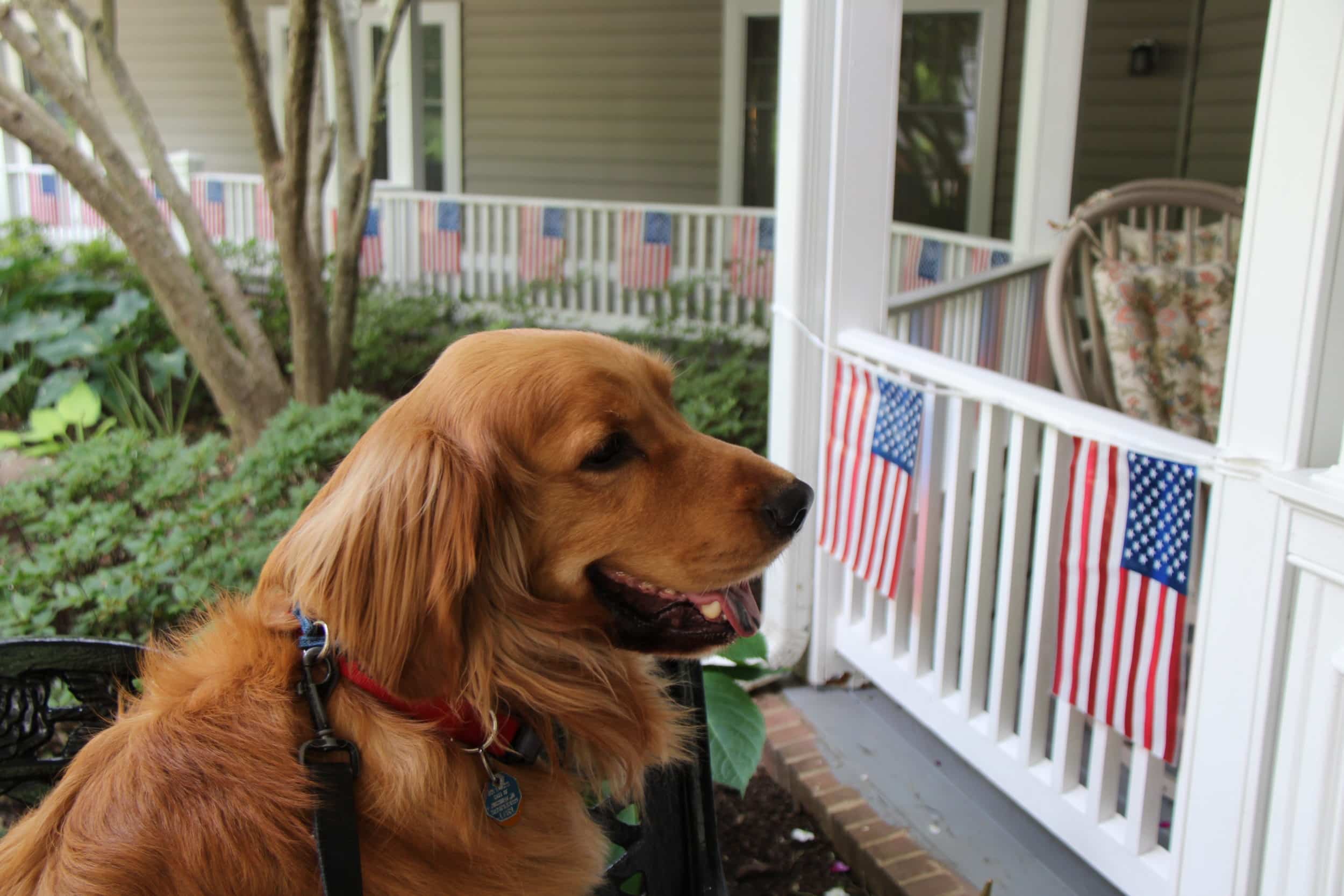 Kensington Park dog Carson in front of Flag-decorated porch