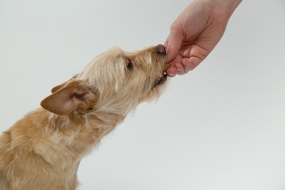 dog eating biscuit