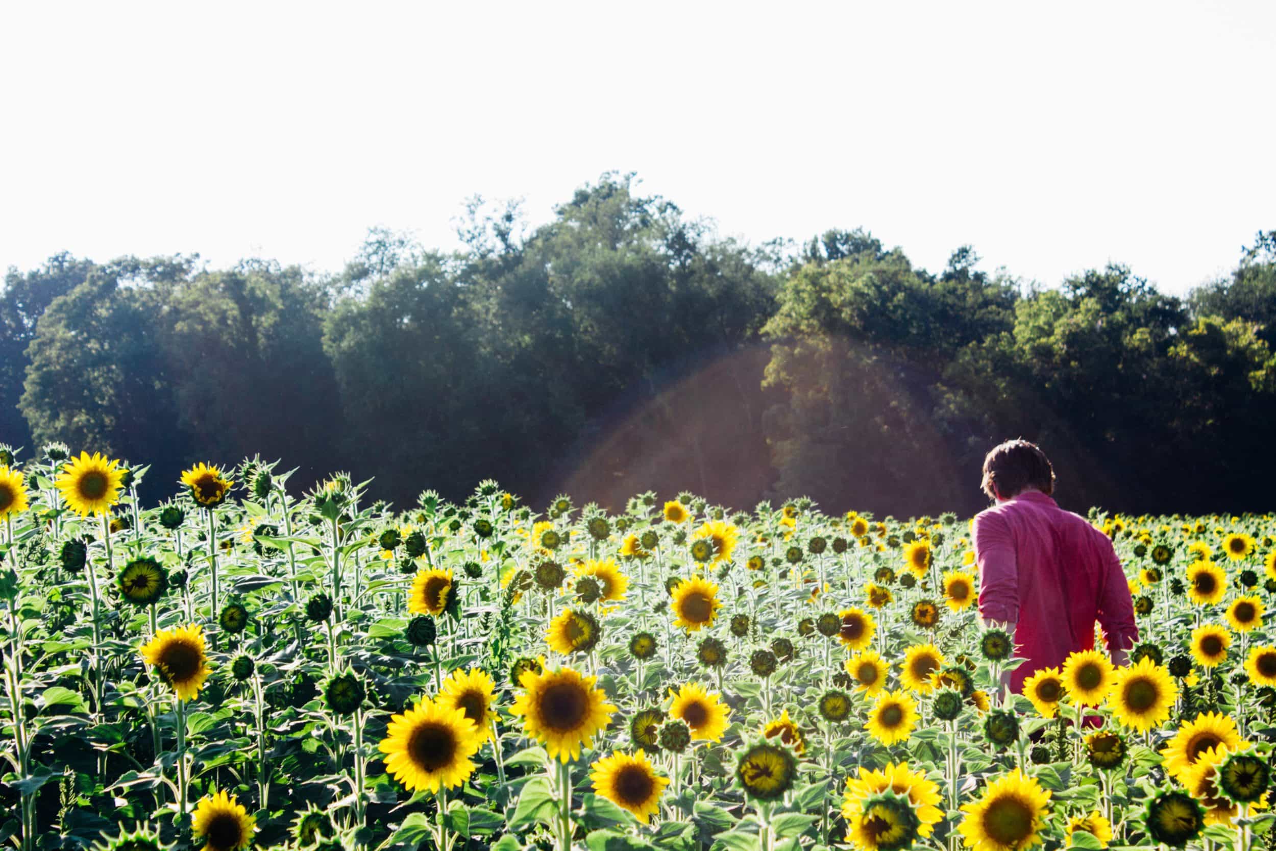 Sunflower field near Kensington Maryland