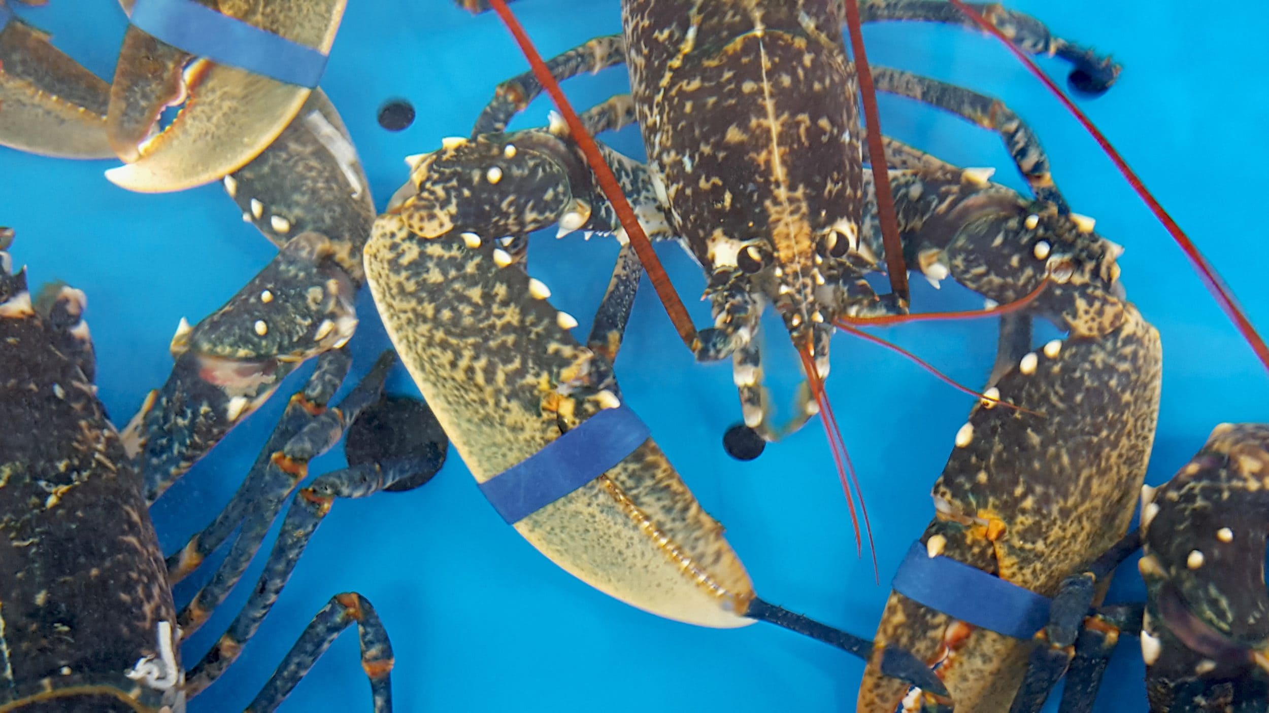 Lobsters on a blue boat