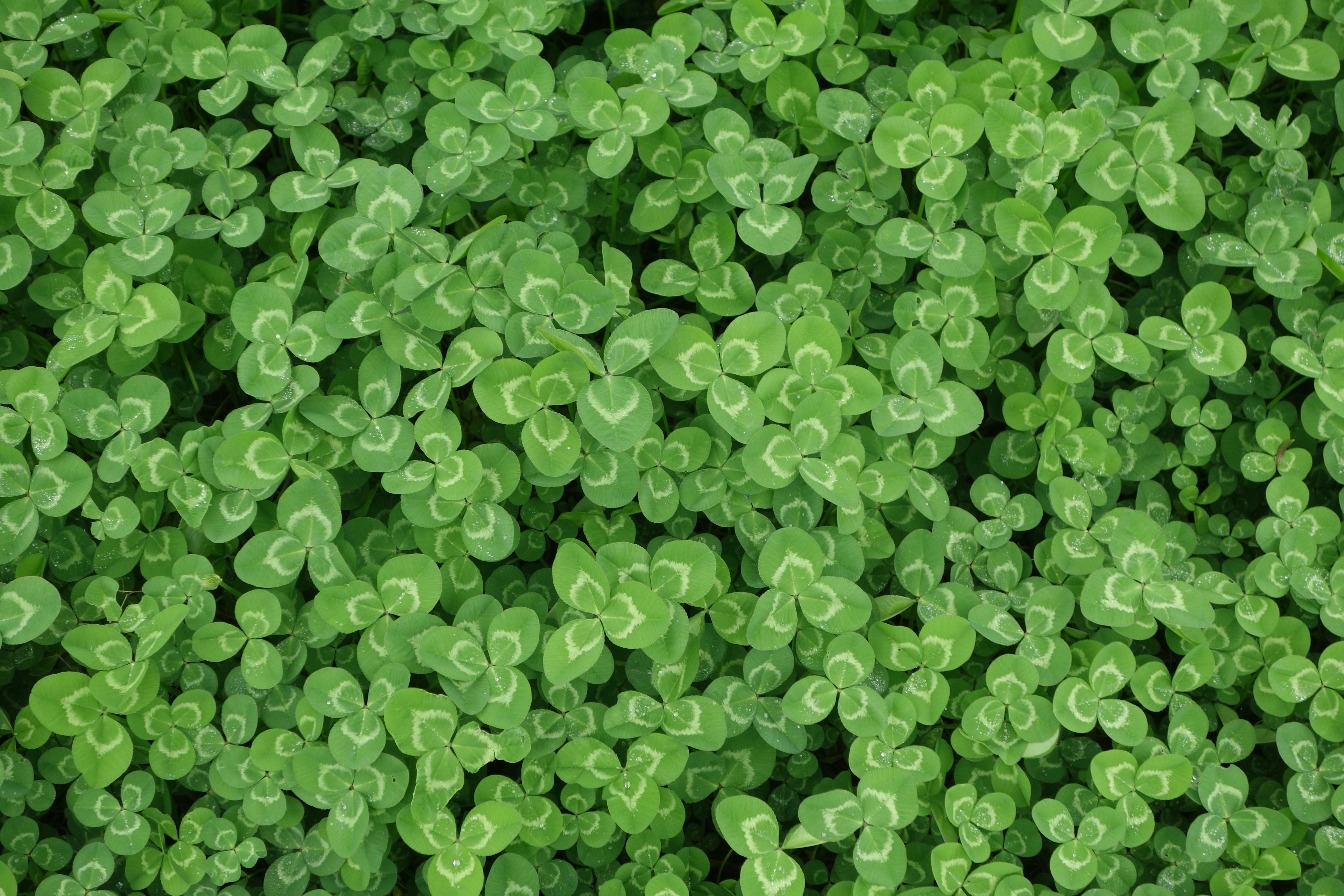 green irish clovers for good luck