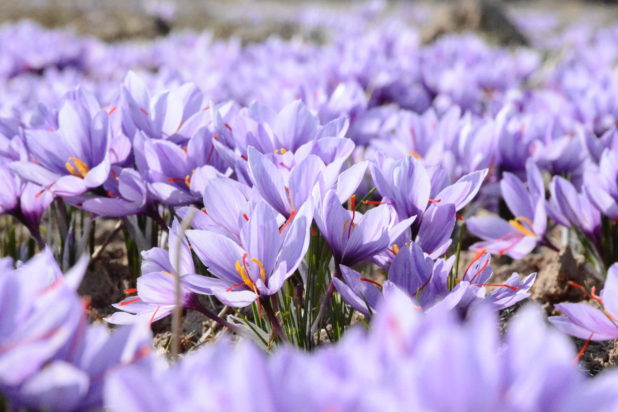 Purple flowers blooming in Spring