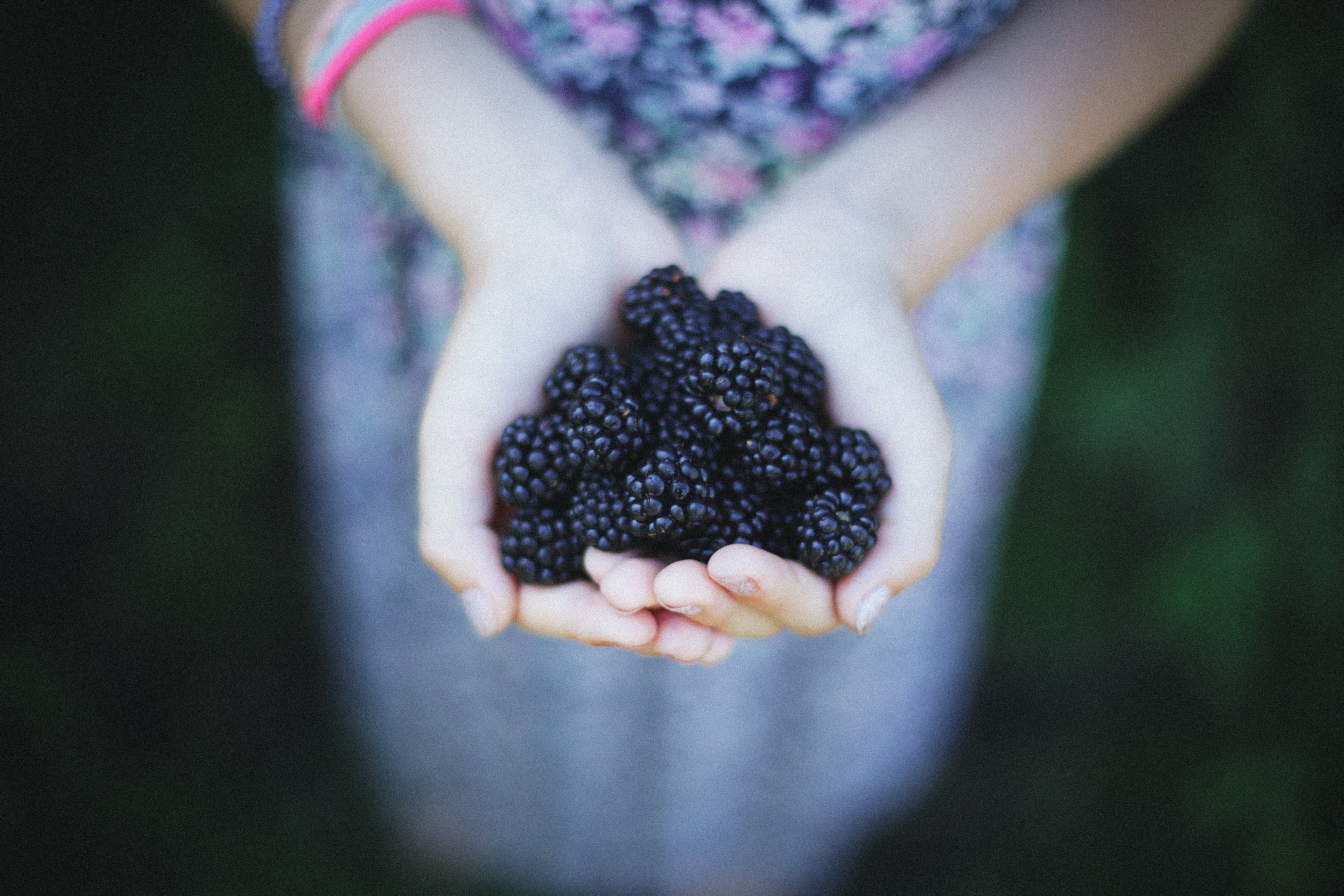 blackberries held in two hands