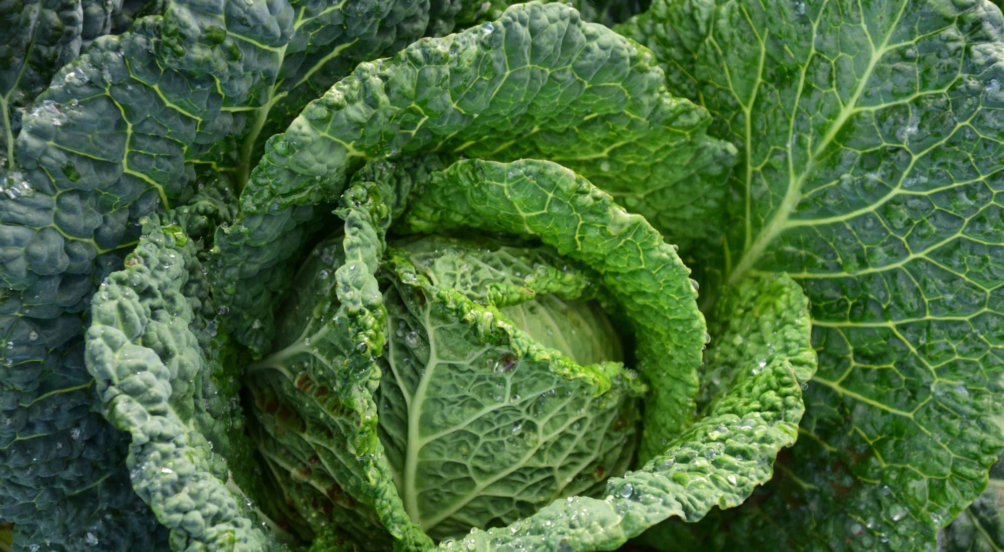 Cabbage closeup