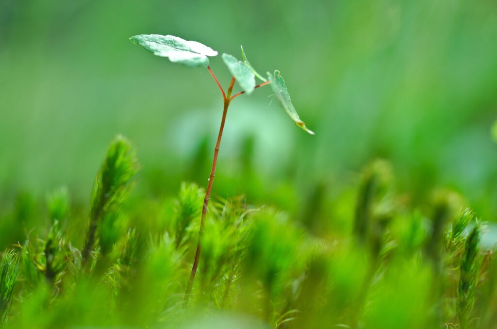 Sapling grows among grass.