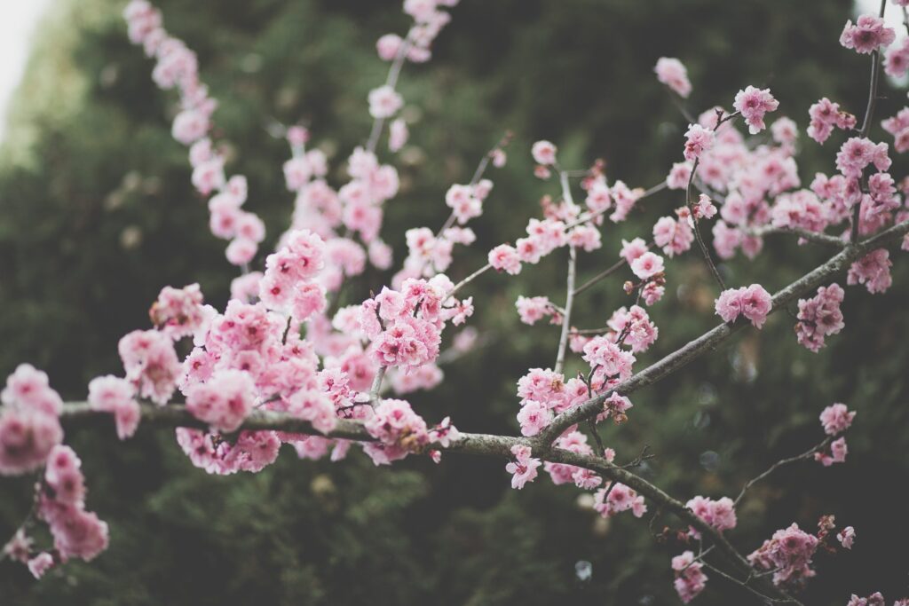 Cherry blossoms