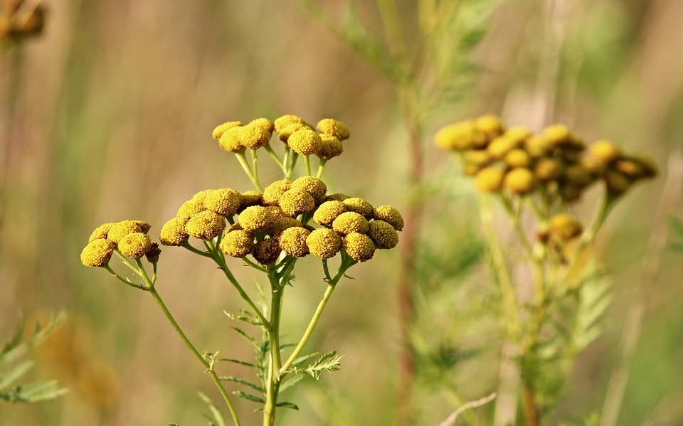 Weeds growing in the wild