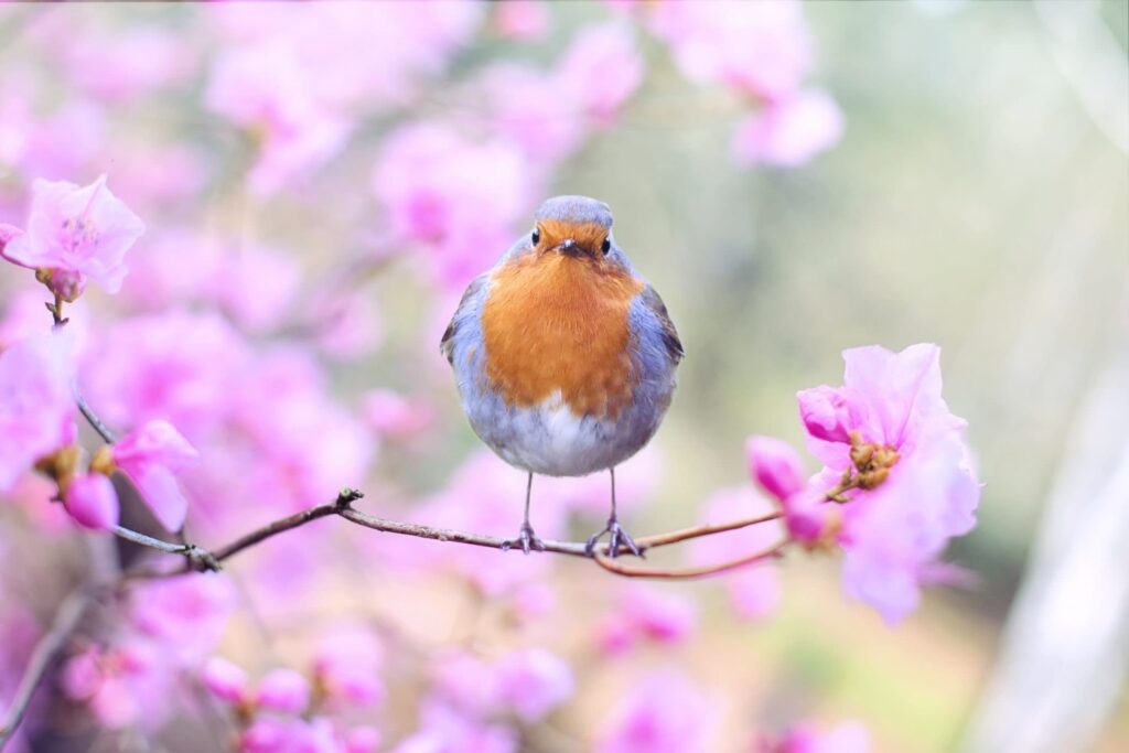 beautiful bird stands with blooms during spring at Kensington Park Senior Living