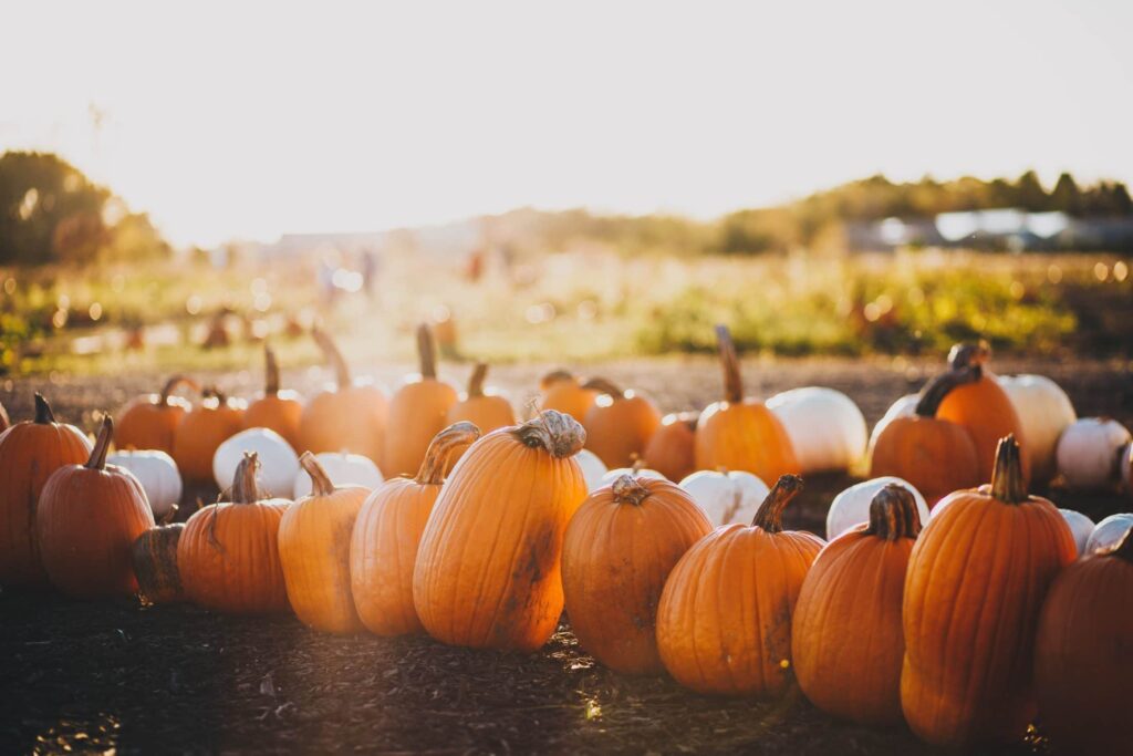 Fall Pumpkins